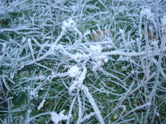 Frost on planths. . .