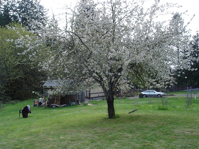 Cherry tree in spring. . .