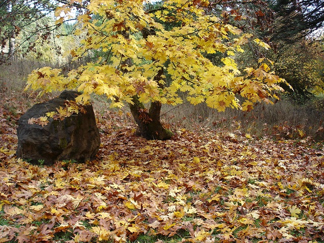 Fall leaves. . .