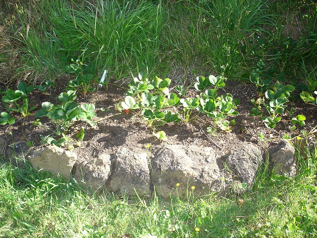 Strawberry patch. . .