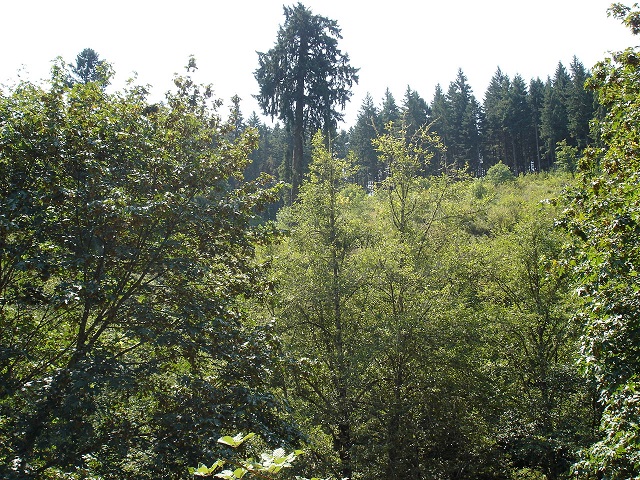 View from house site. . .